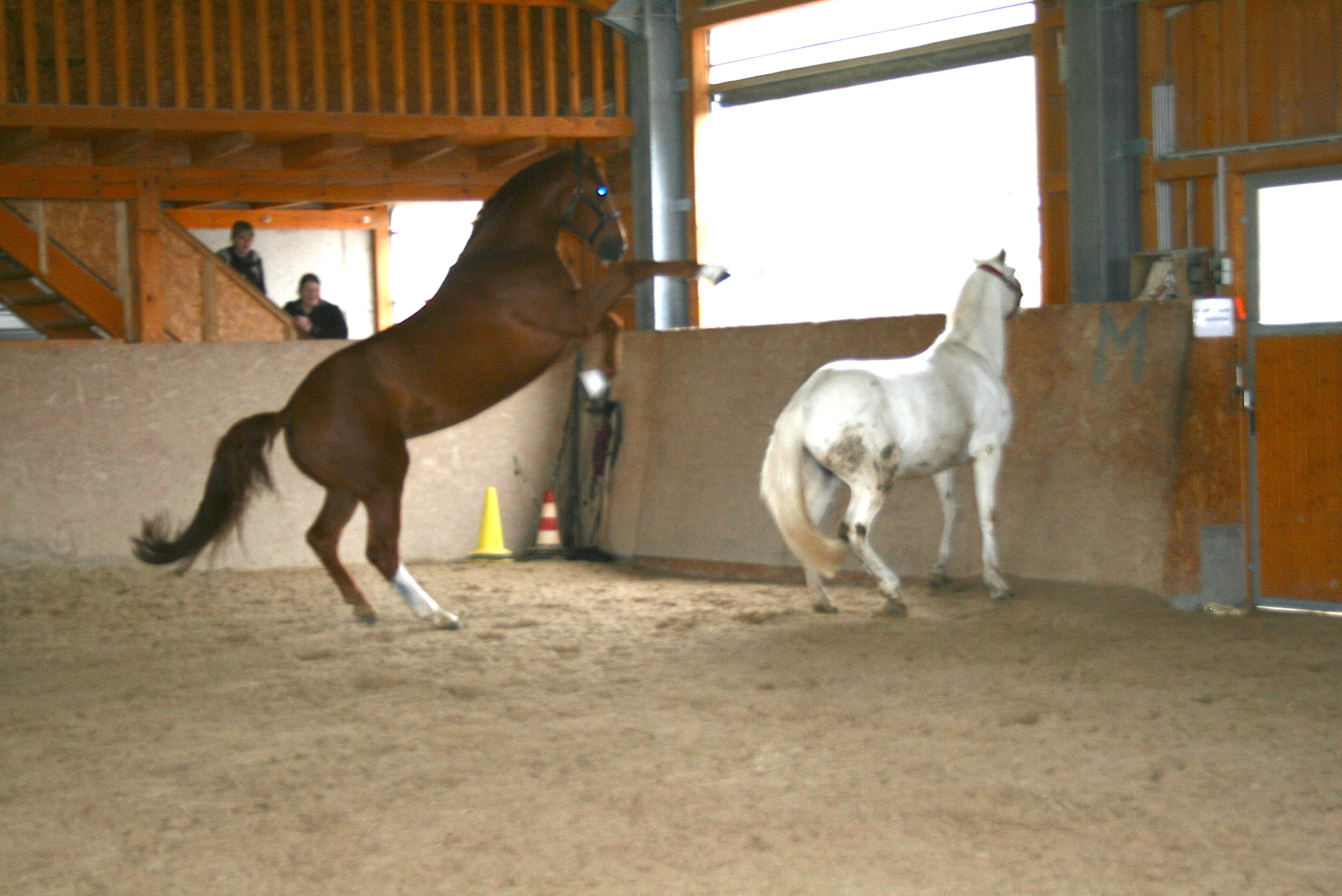 Pferd Im Kreis Laufen Lassen