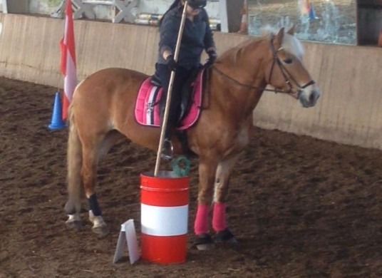 Working Equitation Kurs mit Schulpferden 