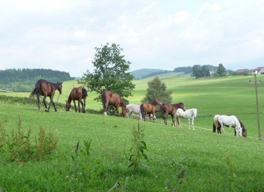 Sport-Aktiv Woche