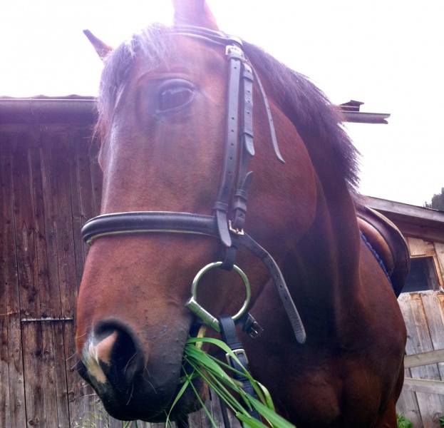 Hotel Post Steeg Reiten Hotel Post Steeg Reiten